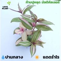 ก้ามปูหลุด​ มัลติคัลเลอร์ Tradescantia​ zabrina​ multicolor​ discolor ก้ามปูหลุดด่าง พร้อมส่งกระถาง 3 นิ้ว