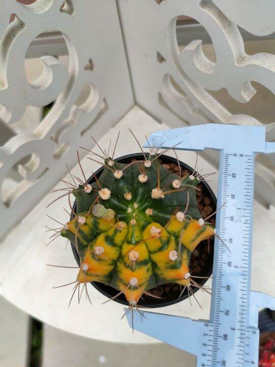 กระบองเพชร-แคคตัส-ยิมโนด่าง-gymnocalycium-อยู่ในกระถาง-3-นิ้ว-พร้อมส่ง