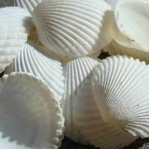 (Real SeaShells) Clam Seashells 50 grams/pack Shells For Making