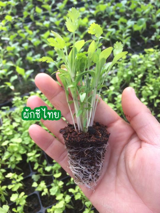 ต้นกล้าผักชีไทยต้นละ7บาท-สั่งขั้นต่ำ5ต้น-พร้อมปลูก-ไม่พรีออเดอร์