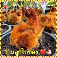 ว่านลูกไก่ทอง