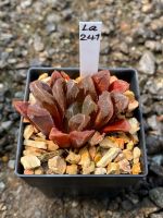 Haworthia Hybird Thailand กระถาง 2 นิ้ว (ส่งทั้งกระถาง) รหัสLa241-250