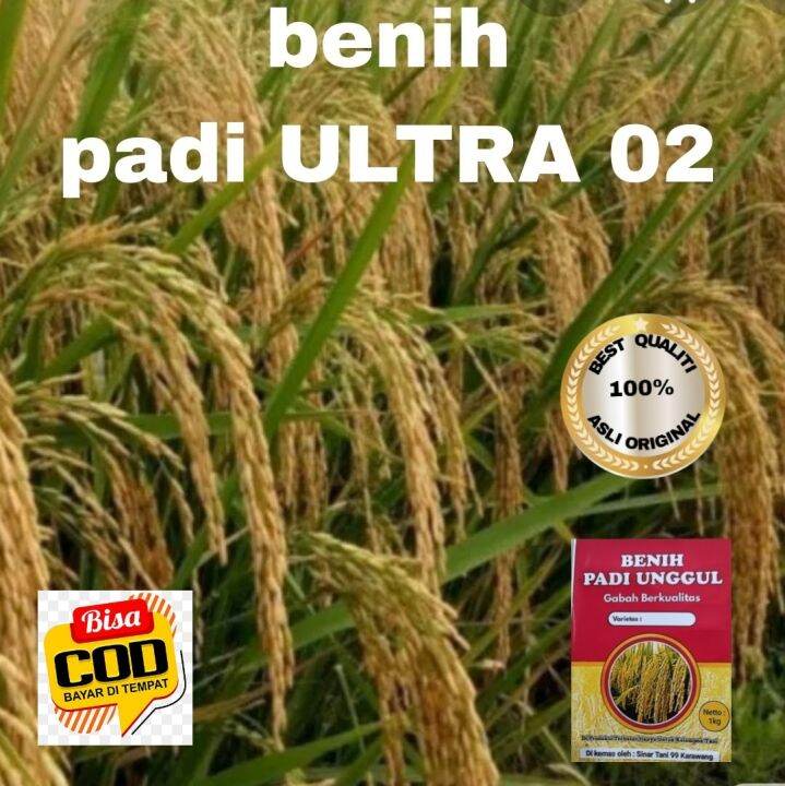 Benih Padi Unggul Ultra 02 Kualitas 1kg Lazada Indonesia