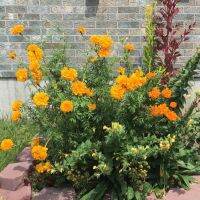 เมล็ดพันธุ์ ดาวเรืองแอฟริกา (Crackerjack Mix African Marigold Seed) บรรจุ 50 เมล็ด