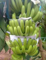 #หน่อกล้วยหอมเขียวคาเวนดิช จัดส่ง 4 หน่อ #กล้วยหอม