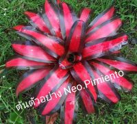 Neo.Pimiento สับปะรดสี นีโอพีเม้นโต้ ไม่ด่างดำแดงสวยมาก ไม้ด่างหายาก  ไซส์ลงขายไม้กระถาง 5 นิ้วรากเดินดี ต้นโตเต็มฟอร์มจะสวยมาก ส่งแบบถอดกระถาง