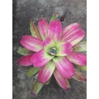 รบกวนอ่านรายละเอียดสินค้าค่ะ- Neo Passion Pink #ต้นสับประรดสี  #bromeliad#ต้นไม้สวยงาม# ไม้ประดับ# ตกแต่งบ้าน#bromeliad# ไม้ประดับ# ไม้มงคล# ขายถูก