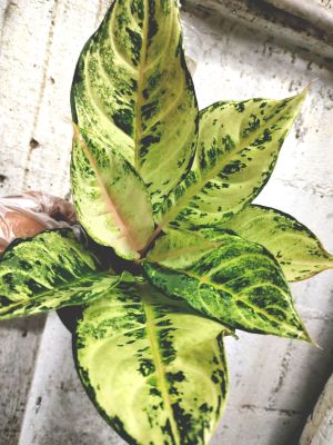 ต้นลัคกี้ โชคดี (Aglaonema Lucky)_ขนาดบรรจุ5-6