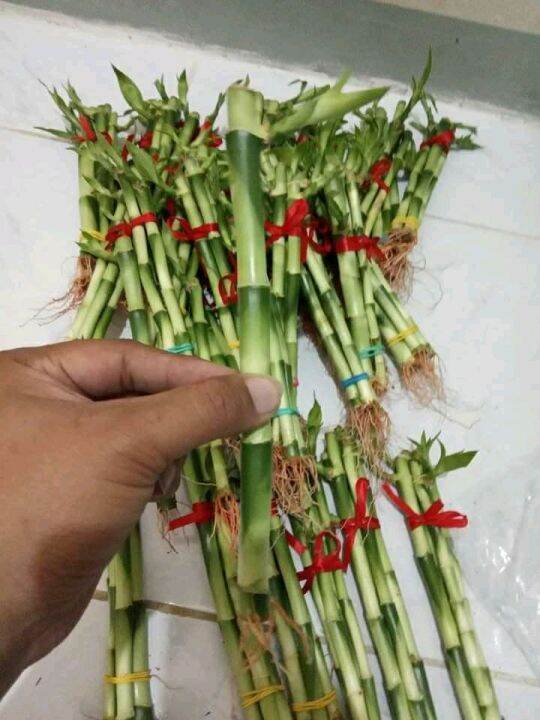 Lucky Bamboo wholesale 100 pcs Lazada PH