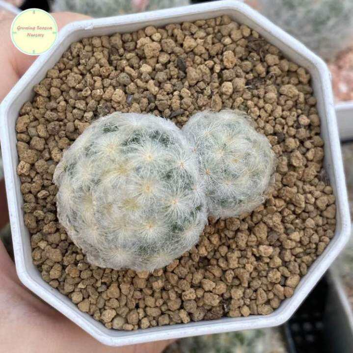 sp-แมมขนนกขาว-ขนนกขาว-mammillaria-plumosa-แมมมิลาเรีย-แมมมิลาเรีย-ไม้เมล็ด-แคคตัส-กระบองเพชร-ต้นไม้