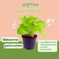 พลูทอง Golden Pothos