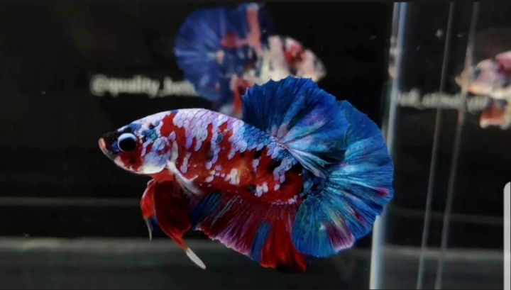 Lazada hot sale betta fish