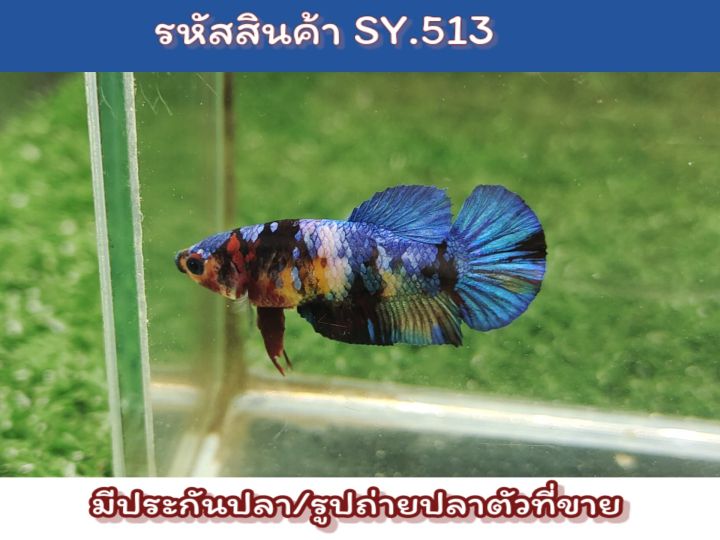 ปลากัดนีโม่สายเลือดมัลติ-เพศเมียพร้อมรัดไข่แน่นๆ-ขนาด1-4นิ้ว