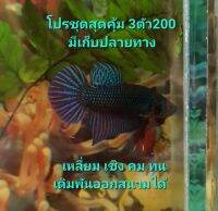 ปลากัดอีสานลูกผสมสายกัดเดิมพัน เชื้อ25% คัดผ่านสนาม ?โปรโมชั่นชุดสุดคุ้ม 3ตัว 200 บาท?เหลี่ยม เชิง คม ทน เทสก่อนขายทุกชุด รับประกัน มีดีแน่นอน