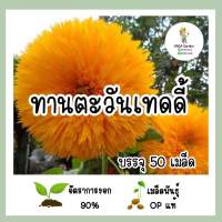 เมล็ดพันธุ์ ทานตะวันเท็ดดี้แบร์ 50เมล็ด