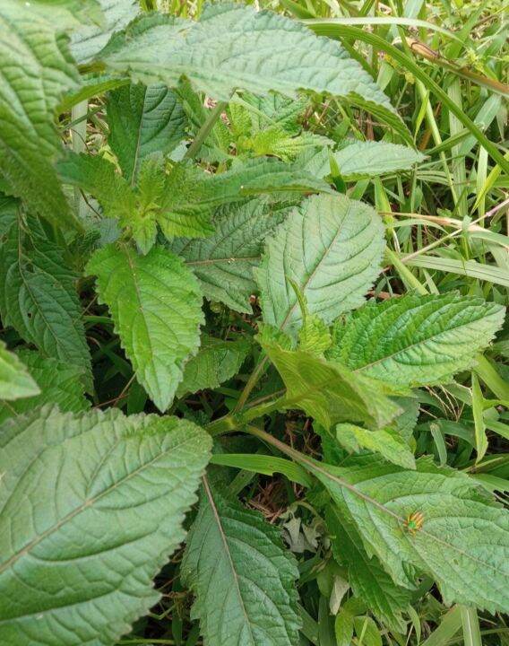 Daun knop segar (hyptis capitata) 500gram | Lazada Indonesia