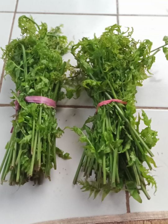 Pakis Sayur Segar Lazada Indonesia