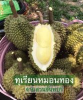 ทุเรียนหมอนทองจันทบุรี ส่งตรงจากสวน ไซส์ ขนาด 3.5 กิโล เนื้อเหลือง รับประกันความอร่อย