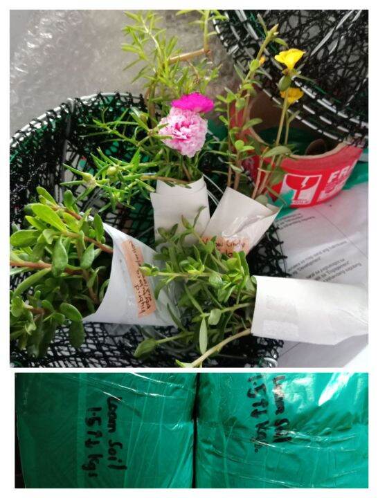 Wired Hanging Net Pots with Free Plants Lazada PH