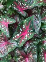 เจ้ากรุงไกรเซอร์บอนสีเจ้ากรุงไกรเซอร์Caladium bicolorบอนสีโบราณบอนสีหายากใบสวยเด่นขายเป็นหัวพร้อมใบนะคะไม่มีกระถางห่อตุ้มให้ค่ะ