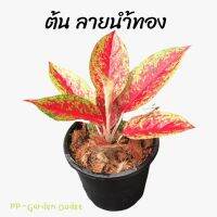 ??ต้นลายนำ้ทอง ?ตระกูลอโกลนีมา มีใบเรียวแหลม ก้านสีแดงสวย