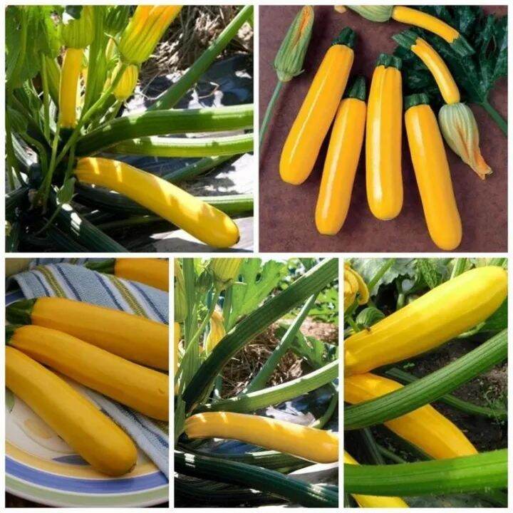1 BUTIR BIJI / BENIH ZUCCHINI GOLDEN GLORY Lazada Indonesia