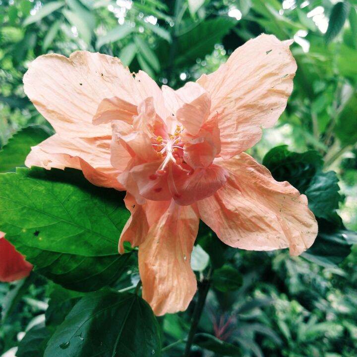 ORANGE GUMAMELA PLANT FOR SALE (DOUBLE PETALS) Lazada PH