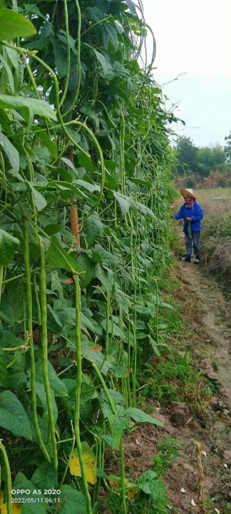 เมล็ดถั่วฝักยาวพิจิตร-3-ขนาด-1-กิโลกรัม-สินค้าขายดี