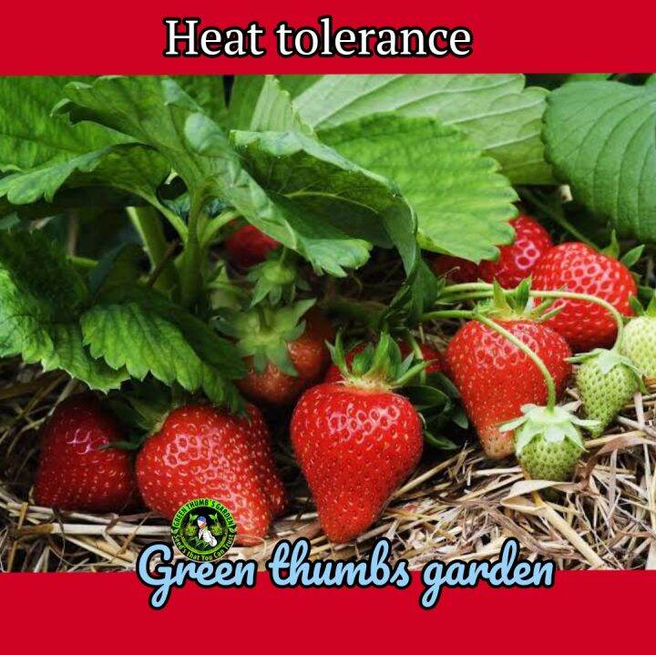 STRAWBERRY SEEDS HEAT TOLERANCE Lazada PH