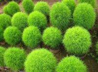 เมล็ดพันธ์ุ ไม้พุ่ม โคเชีย Kochia บรรจุ 30 เมล็ด