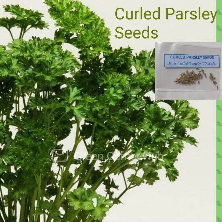 Curled Parsley Seeds (Moss Curled Parsley) Lazada PH