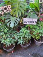ต้น “เซียนเช่า” หรือต้น “พรหมจรรย์” สูง  50cm ในกระถาง10นิ้ว ดังกล่าว ชาวจีนเชื่อกันว่า ถ้าปลูกไว้ในบ้านจะสามารถป้องกันภูตผีปีศาจ สิ่งชั่วร้าย เสนียดจัญไรคุณไสยที่มองไม่เห็นต่างๆ ไม่ให้กล้ำกรายเข้าบ้านหรือเข้าไปทำร้ายผู้อยู่อาศัยได้อย่างเด็ดขาด
