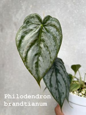 Philodendron brandtianum ฟิโลแบรนเทียนั่ม