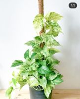 พลูราชินีหินอ่อน? พลูหินอ่อน พลูฝรั่ง Epipremnum Aureum (Linden&amp;André) Bunting Marble Queen