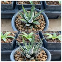 Haworthia Fasciata Alba