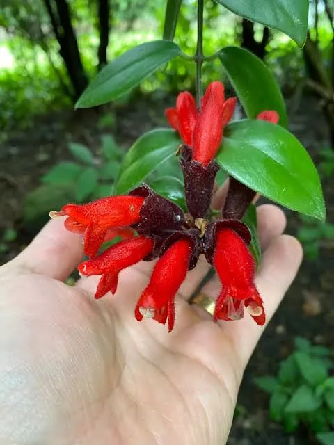 Aeschynanthus Radicans Hoya Red Lipstick Ornamental Hanging