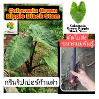 Colocasia Green Ripple Black Stem บอนกรีนริปเปอร์ก้านดำ คนละสายพันธุ์กับ colocasia Green Ripple