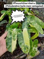 ฟิโลเบอร์เบิ้ลมาร์คด่าง (Philodendron burle marx variegeted) ส่งพร้อมกระถาง 4นิ้ว