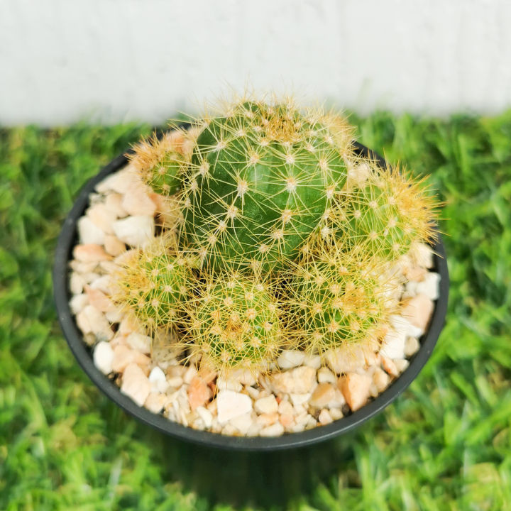 กระบองเพชรดาวล้อมเดือน-echinopsis-calochlora-k-schum-หน่อเยอะ-เลือกต้นได้