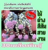 "Sedum sieboldii mediovariegatum" ✨ไม่ด่าง