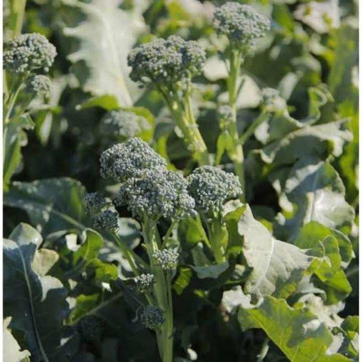 เมล็ด บล็อคโคลี่ เบบี้ ( Broccoli Baby Seed ) จำนวน 50 เมล็ด | Lazada.co.th