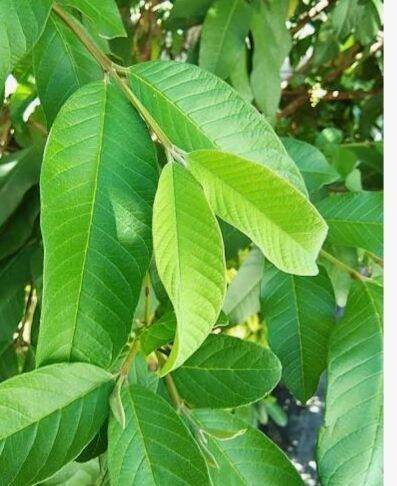 guava leaves 120pcs fresh or dried | Lazada PH