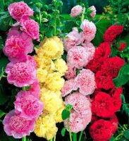 เมล็ดพันธุ์ ฮอลลี่ฮ็อค ดอกซ้อน  ( Hollyhock seed ) บรรจุ 15 เมล็ด