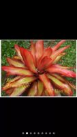 หน่อ-สับปะรดสี#bromeliad# Neo Shelldance #ต้นไม้สวยงาม# ไม้ประดับ# ตกแต่งบ้าน#bromeliad# ไม้ประดับ# ไม้มงคล# ขายถูก# ต้นไม้ทนแล้ง