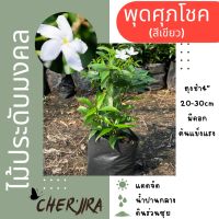 พุดศุภโชค (สีเขียว) ขนาด 10-20 cm แพ็ค 20 ต้น