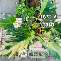 ต้นซานาดู (Philodendron xanadu) พร้อมกระถาง 10 นิ้ว