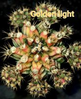 หน่อเด็ดสด  Golden Light แคคตัส ยิมโนด่าง