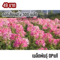 เมล็ดพันธุ์ ดอกเสี้ยนฝรั่งคละสี 300 เมล็ด