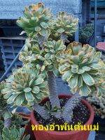 ยูโฟเบีย ทองอำพัน

(Euphorbia Poissonii F. Variegata)