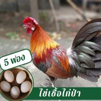 ชุดไข่เชื้อไก่ป่าหูขาว 5 ฟอง สำหรับฟัก